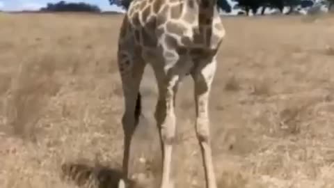 GIRAFFE MAKES JUMP SQUAT