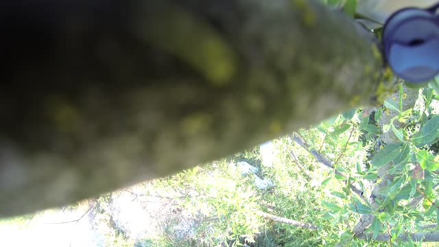 DJI Phantom 2 Drone Crashes Into Tree