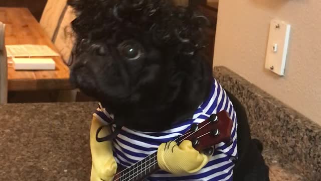 Rockstar Pug Impresses Her Humans