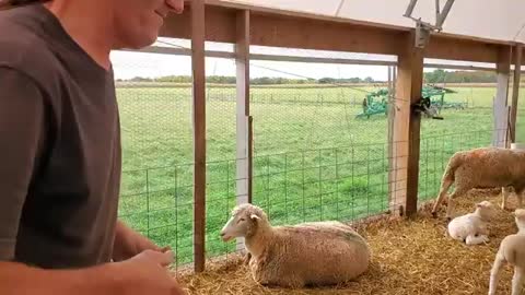 Sheep Farming- The Fall Lambs_Cut