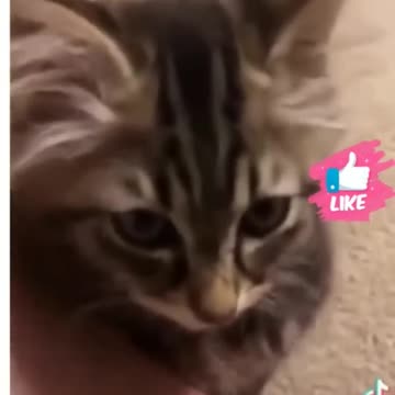 Cute and Funny Animal Video😂|| Funniest Viral Puppy Cat clips😹|| #shorts video #funny animals #cats