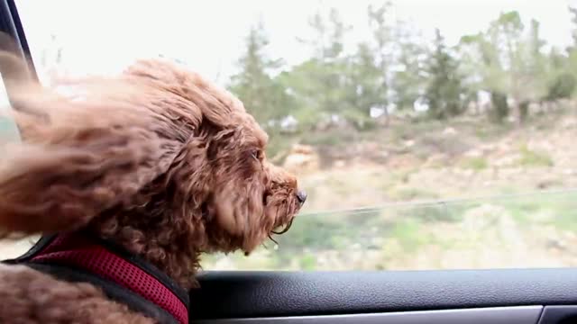 Watch how this dog enjoys the flight