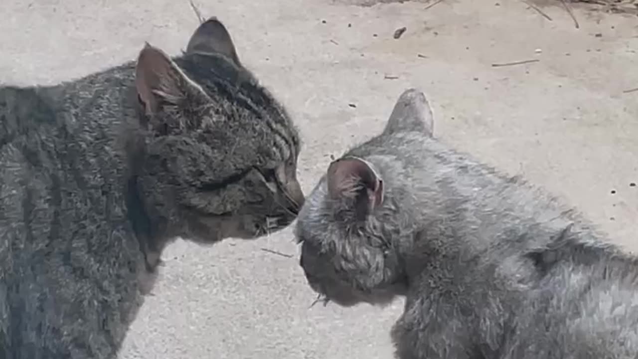 Awesome fight between two cute cats.