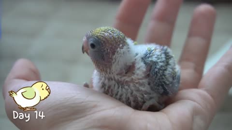 Watch 5 baby budgies growing day by day2