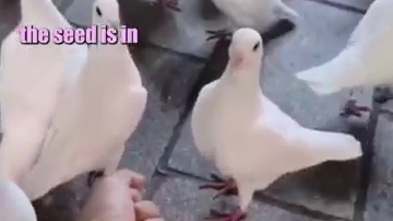 Birds funny