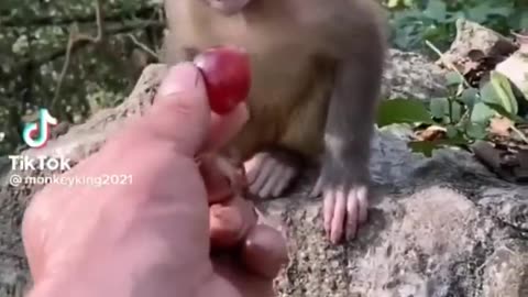 funny animal video