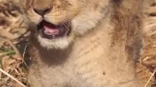 Lion Cub Looking For Mom #shorts