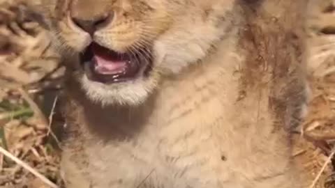 Lion Cub Looking For Mom #shorts