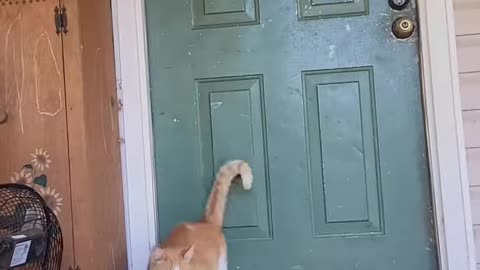 There's no way I saw a cat ..knock on the door