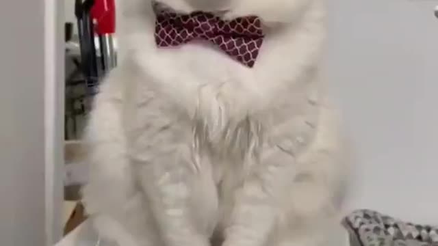 funny cat, with its own personality, with a translator