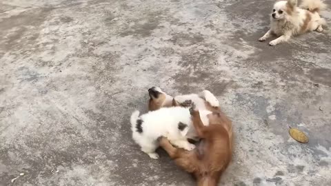 Cute Puppy - Funny and Cute Dog Videos Compilation 2023 #19