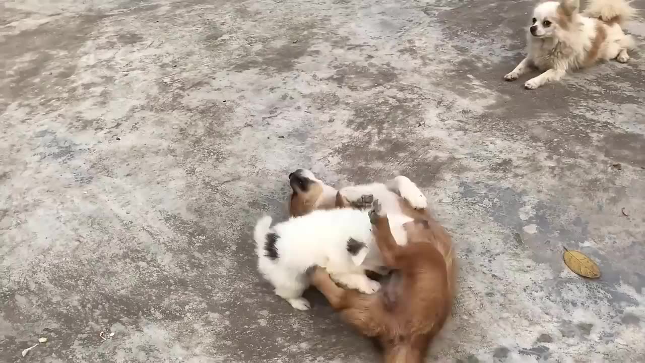 Cute Puppy - Funny and Cute Dog Videos Compilation 2023 #19