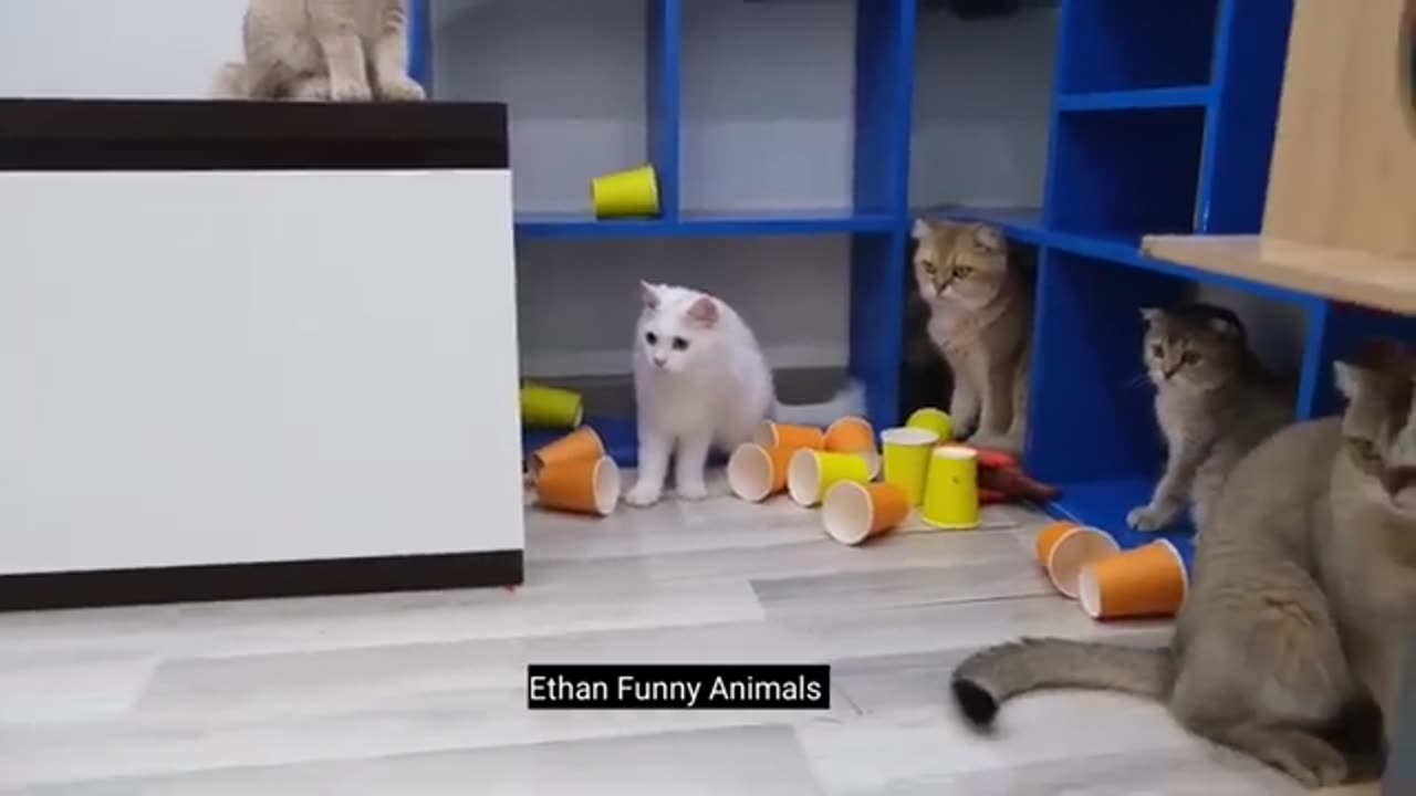 New funny animal 😀😛 | Cute cat and dog funny video