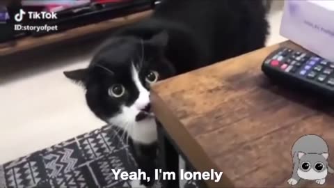 Funny cats talking