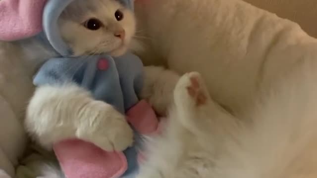 Lovely cat love herself