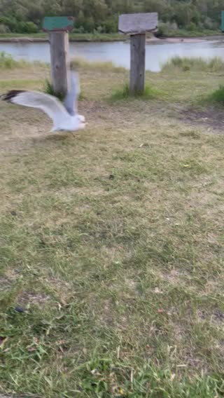 Naughty seagulls