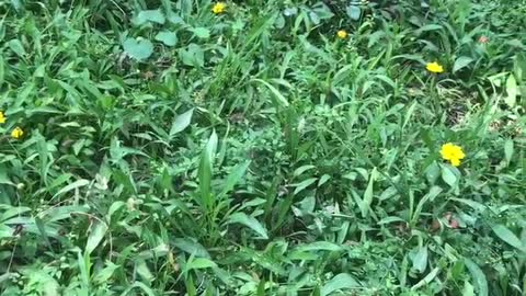 Small yellow flowers all over the mountains are dotted with green grass