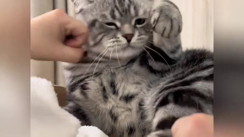 Cat's speechless