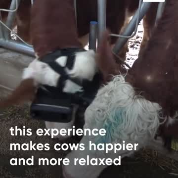 La mucca turca produce più latte, certo le praterie fiorite però sono solo immaginarie.