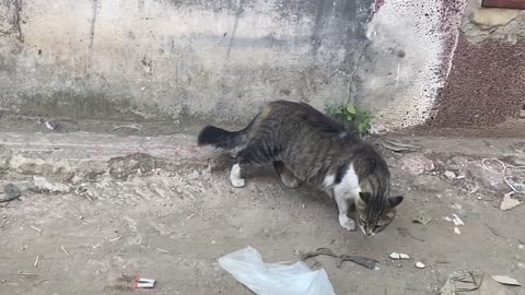 Funny animal