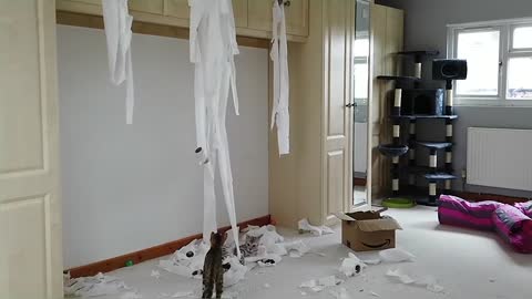 Bengal Cats React To Toilet Paper