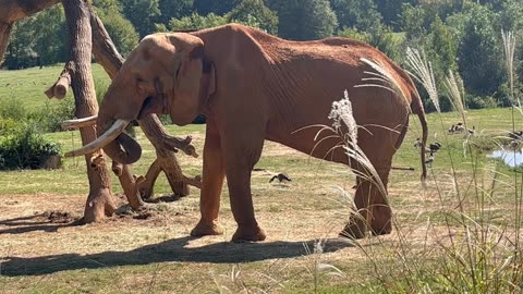 Elephant Having the Best Day