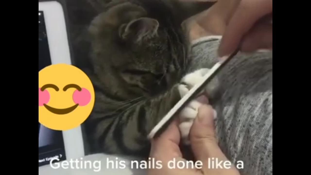 Funny 🤣🤣 animals