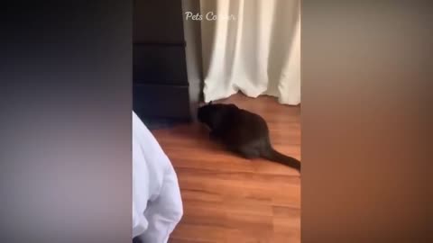 Trending Cats and Dogs in Action