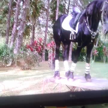 treinando cavalo pt7