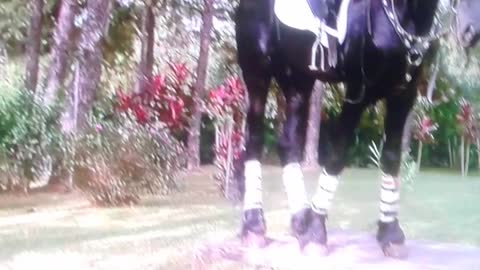 treinando cavalo pt7