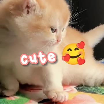 very cute cat