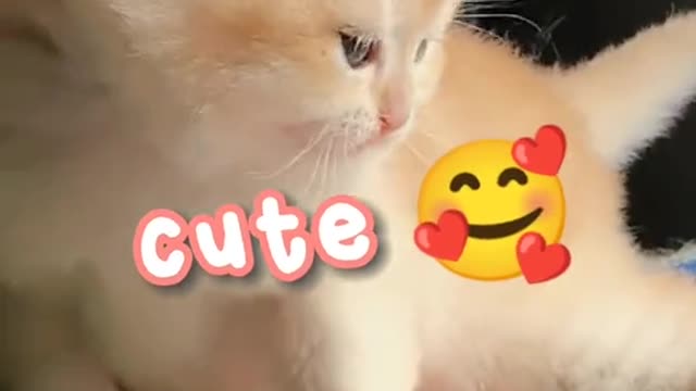 very cute cat