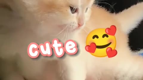 very cute cat