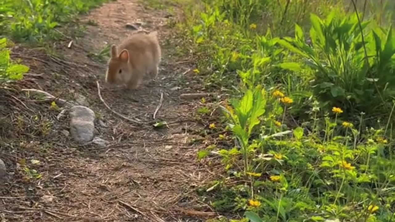 Two cute Rabbit