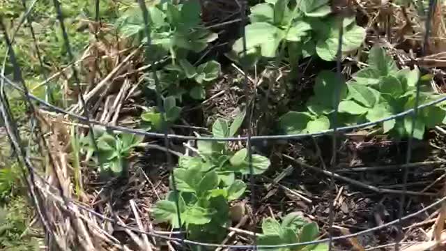 Potato tower