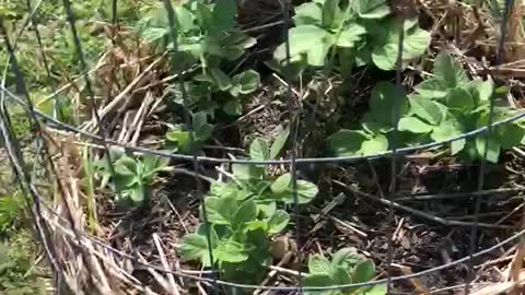 Potato tower