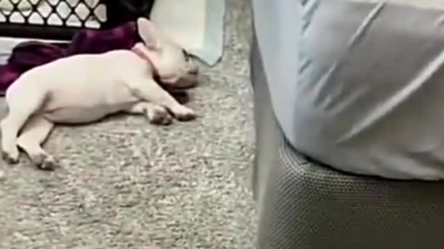 The daily joy of pets!