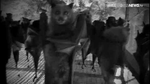 Bats Filmed Upside Down Shows The Power Of Perspective