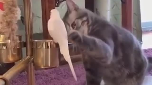 Cats Are Crazy😹-Funny And Cute Cat Videos 2021 | YUFUS