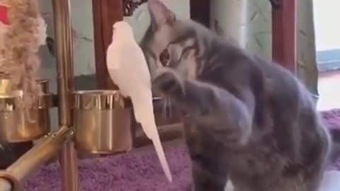 Cats Are Crazy😹-Funny And Cute Cat Videos 2021 | YUFUS