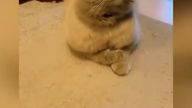 OMG so CUTE CAT'S❤ best funny cat