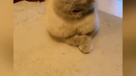 OMG so CUTE CAT'S❤ best funny cat