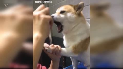 Funny cute 🥰 puppy videos