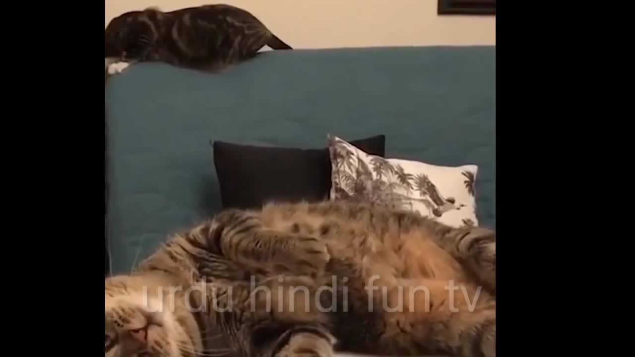 funny cats animal videos