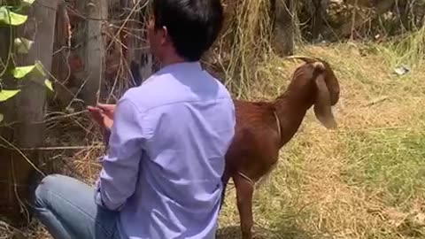 the owner try to help goat2