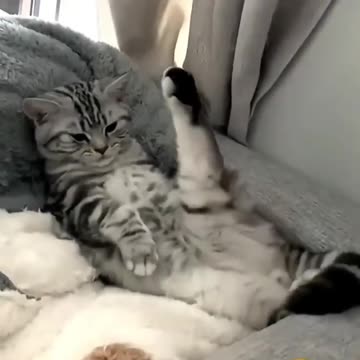 🐱 Funny cat videos | cute cats | Try not to laugh | Cat videos Compilation #shorts 🐈