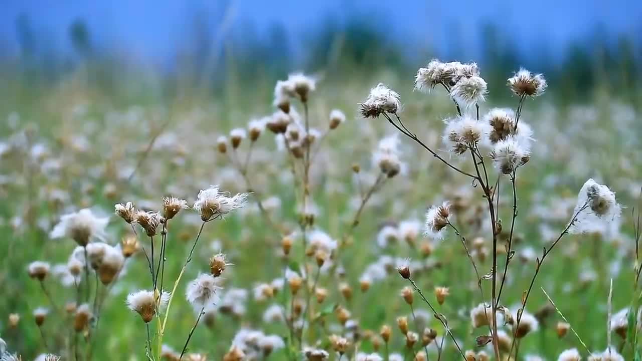 Stop the busy steps of the past and enjoy the tranquility of nature at this moment.