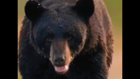 What does this bear look like?