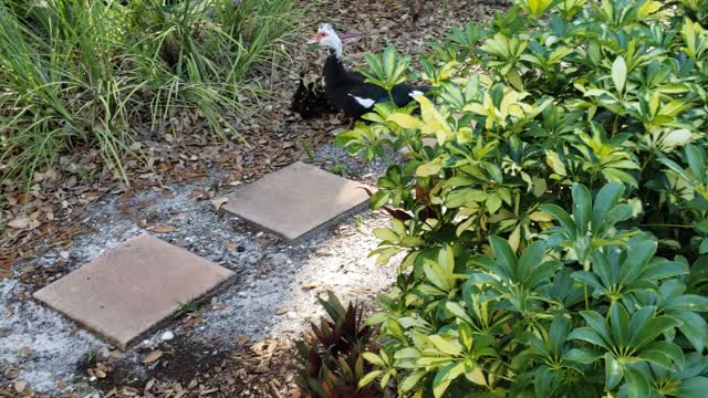 Mamma Duck with 6 Ducklings