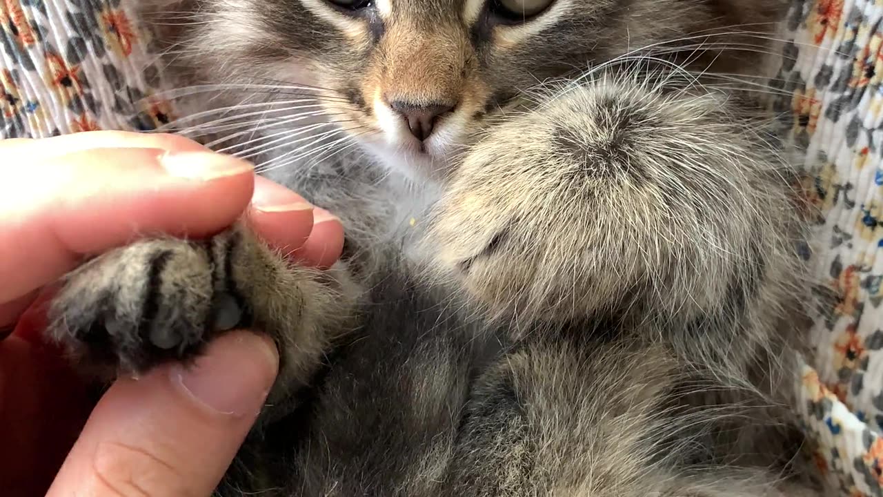 beatiful cat
